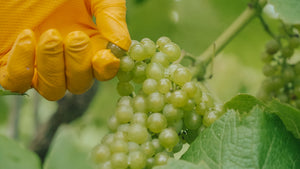 a bunch of white grapes on their vines being picked