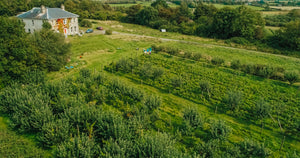 A drone image of Viking Irish Drinks farm, highlighting apple orchards and vineyards.