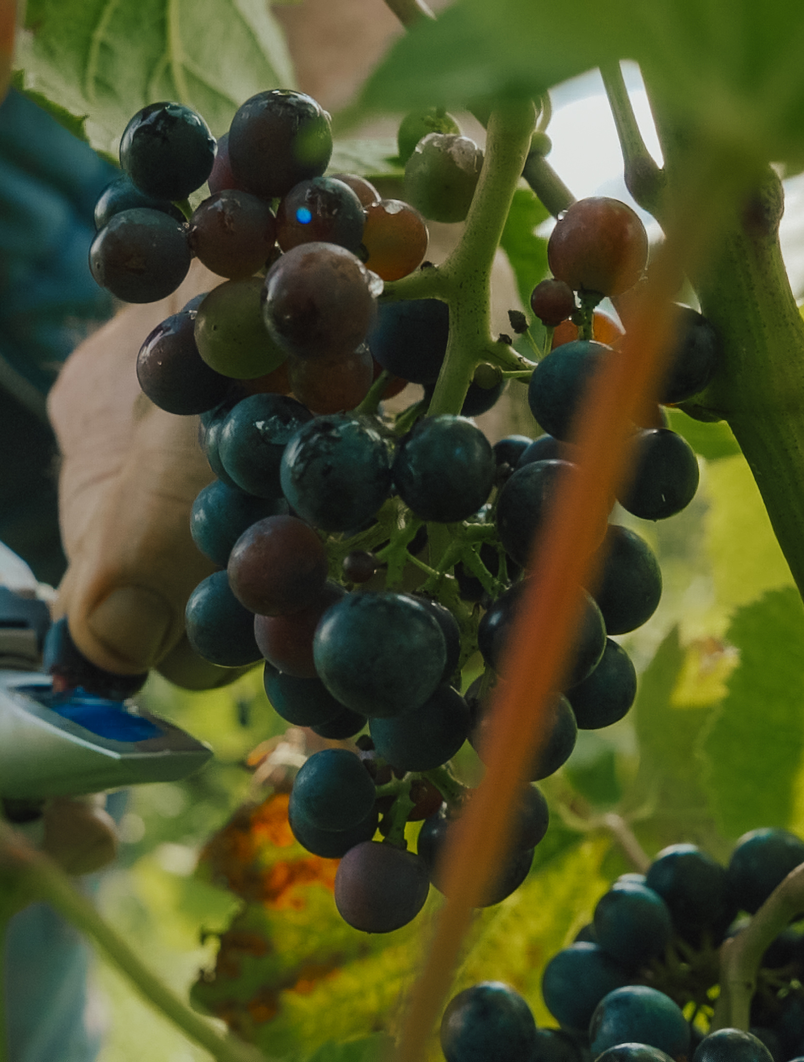 August Tour - Grapes Before Harvest 2024